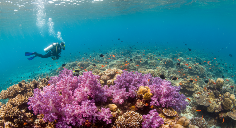 Dalış Tutkunları İçin Cennet: En Gözde 7 Dalış Bölgesi ve Ekipman Önerileri